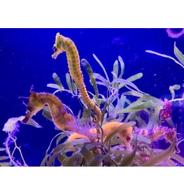 Seepferdchen - Hippocampus erectus "Gelb" NZ