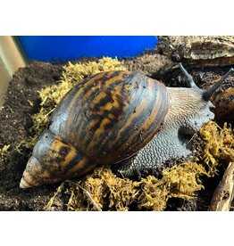 Tigerachatschnecke - Achatina achatina