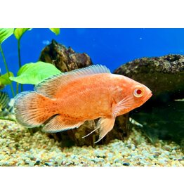 Pfauenaugen Buntbarsch - Astronotus ocellatus "Ultra orange"