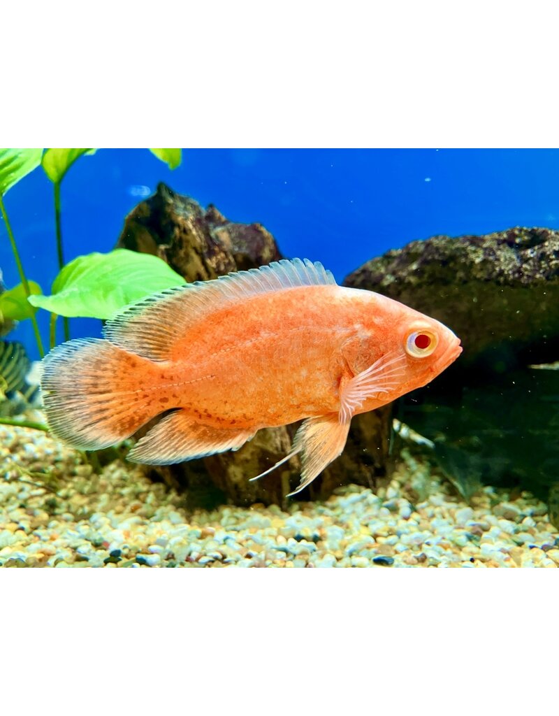 Pfauenaugen Buntbarsch - Astronotus ocellatus "Ultra orange"