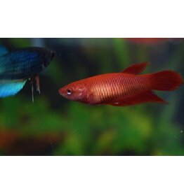 Kampffisch Weibchen - Betta splendens Kampffisch Weibchen  XL
