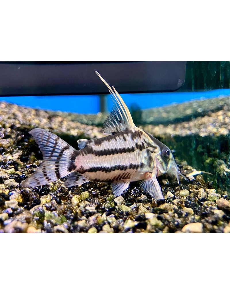 Super-Schwartz Panzerwels - Corydoras sp. super schwartzi "Highfin"