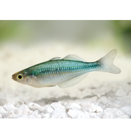 Regenbogenfisch - Melanotaenia lacustris "Blau"