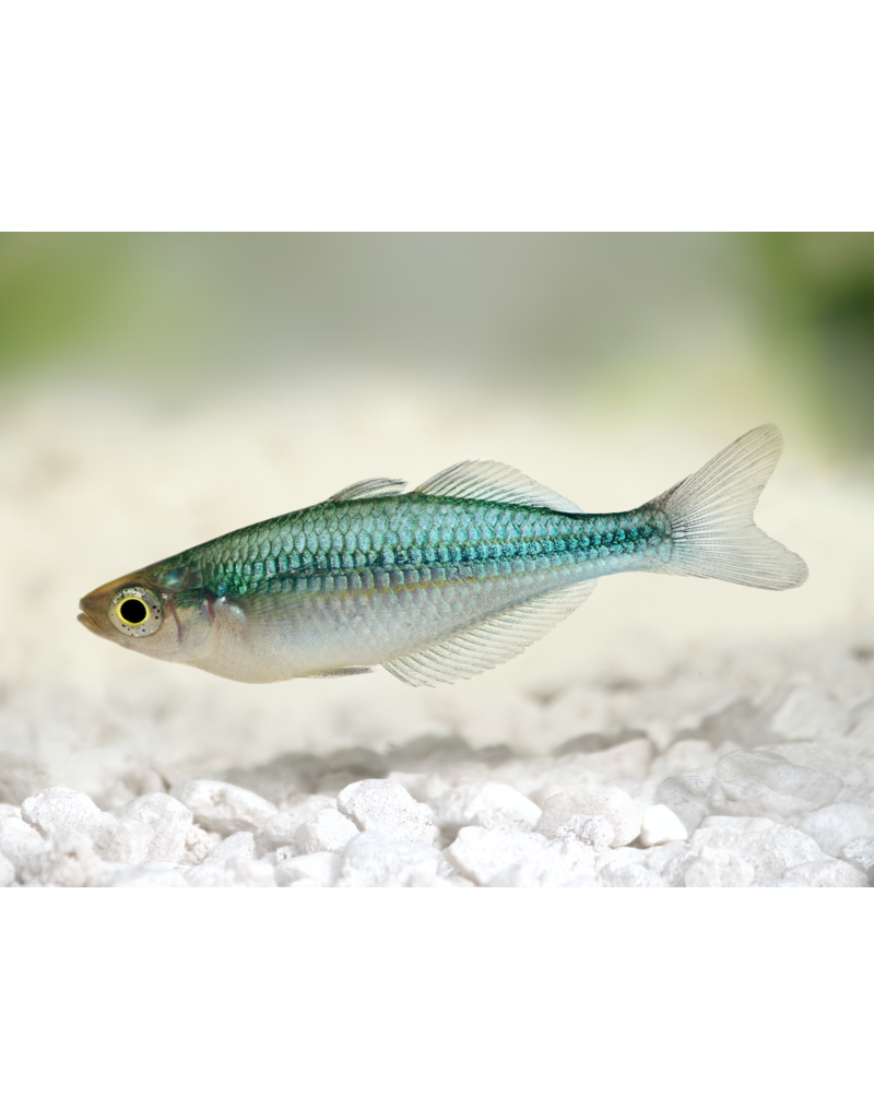 Regenbogenfisch - Melanotaenia lacustris "Blau"