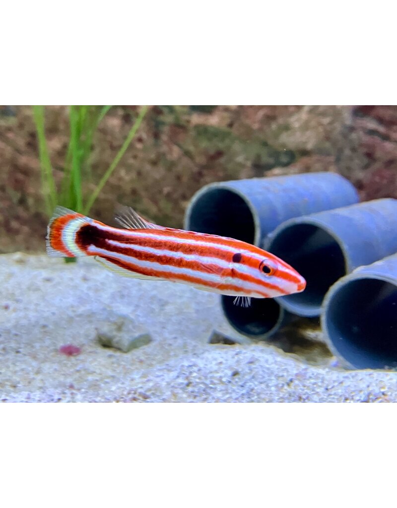 Zuckerstangen Lippfisch - Bodianus sepiacaudus