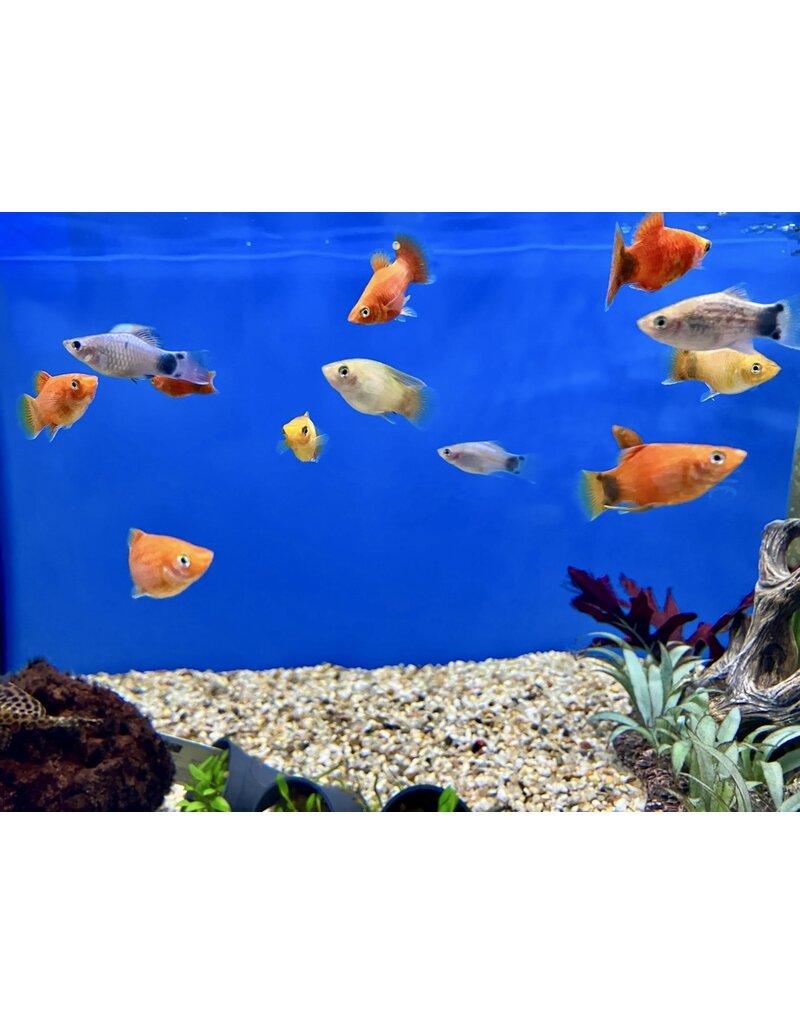 Platy - Xiphophorus maculatus "Mickey Mouse Mix"