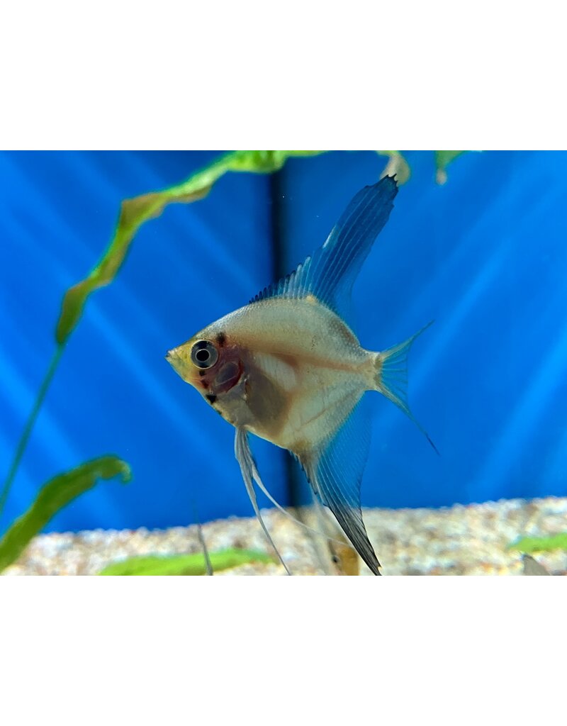 Skalar - Pterophyllum scalare "Ghost blushing"