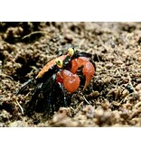 Rote Vampirkrabbe - Geosesarma hagen