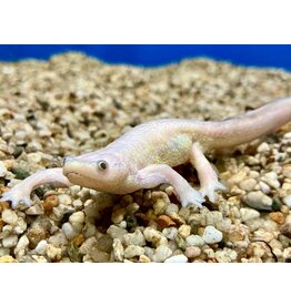 Spanischer Rippenmolch - Pleurodele walti "Albino"