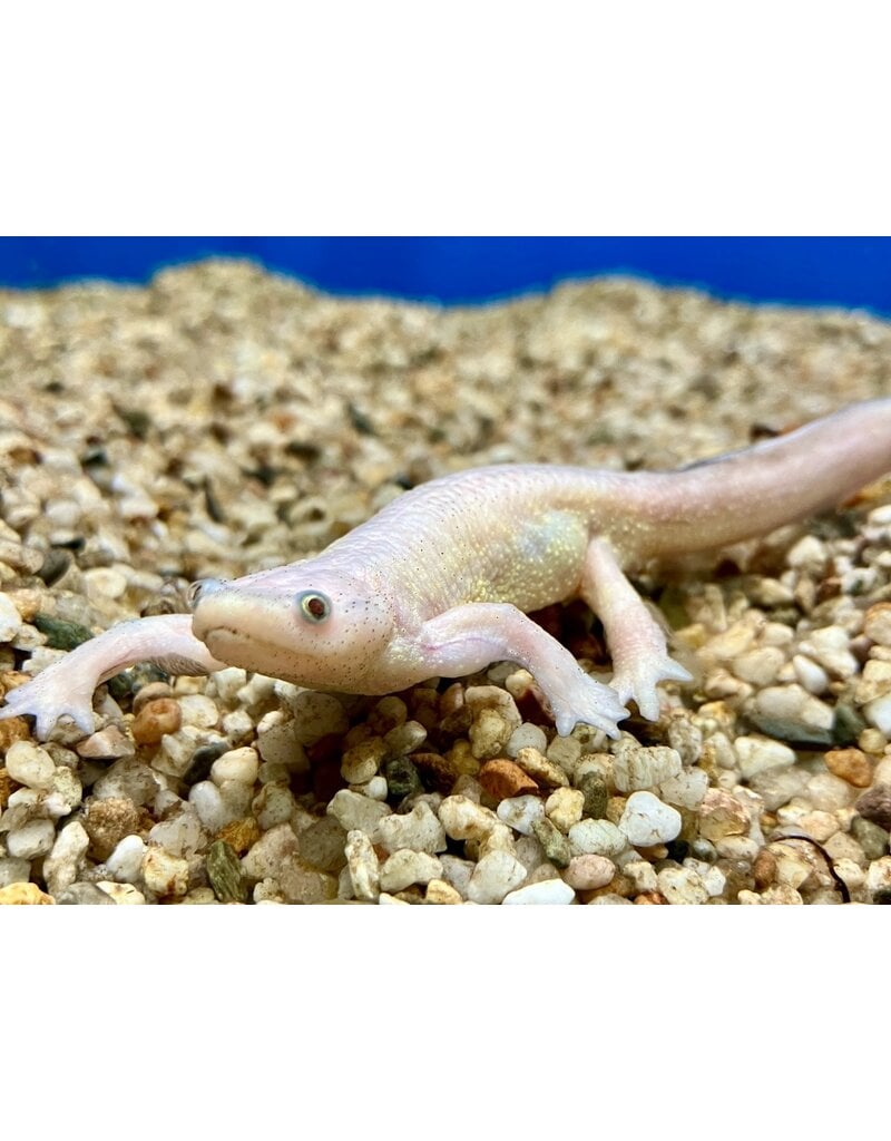 Spanischer Rippenmolch - Pleurodele walti "Albino"