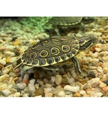 Karibische Schmuckschildkröte - Trachemys venusta