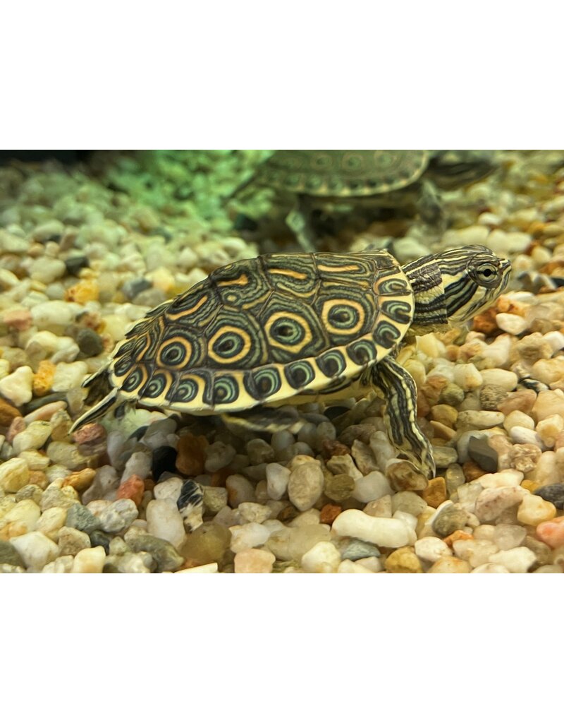 Karibische Schmuckschildkröte - Trachemys venusta