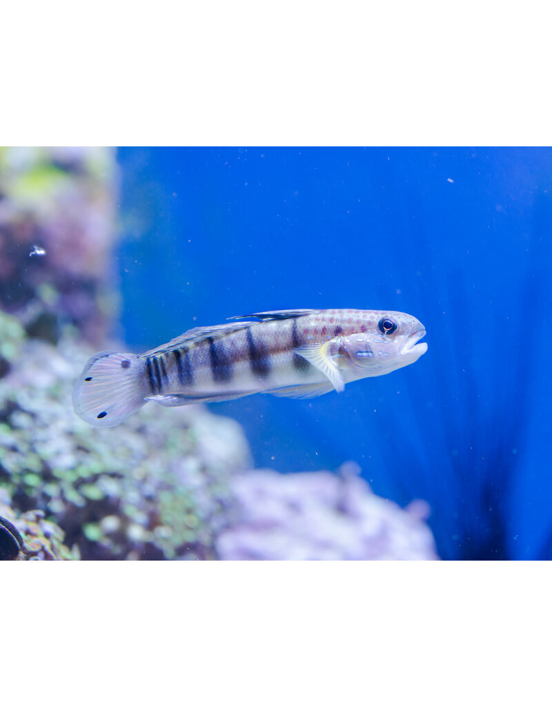 Baggergrundel - Amblygobius phalaena "Nachzucht"