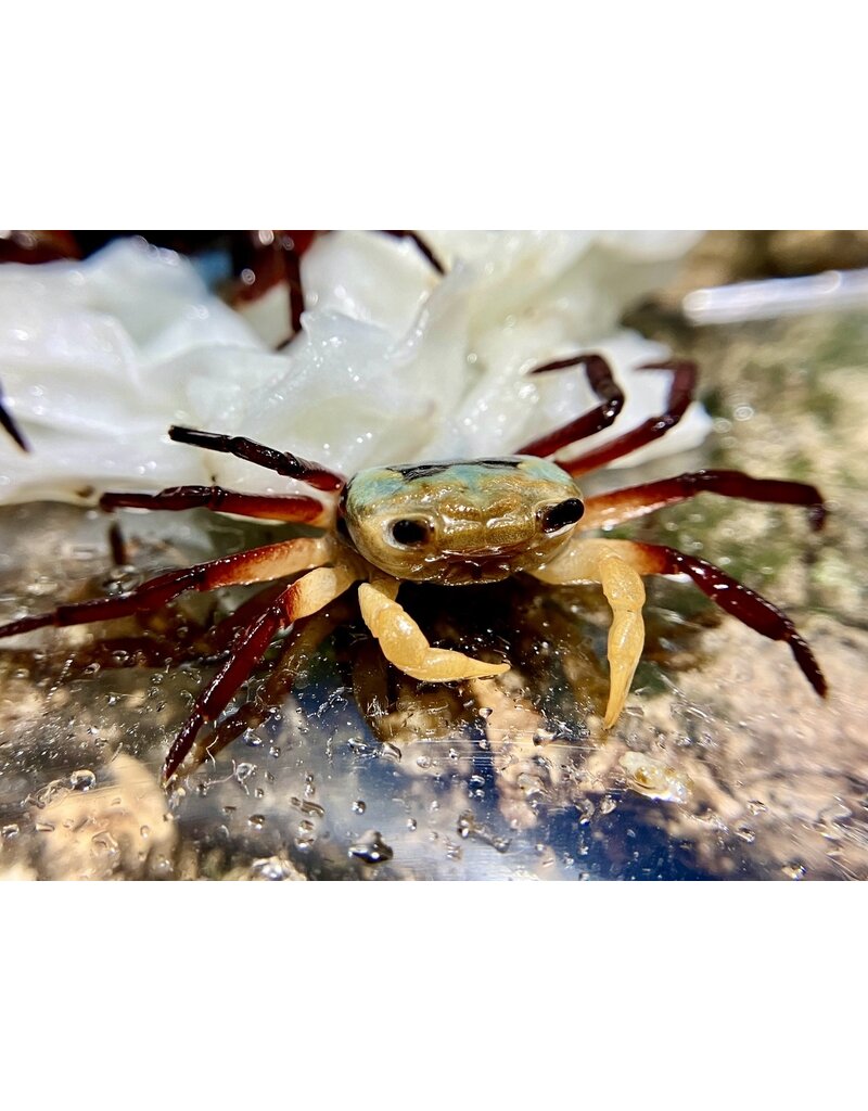 Vampirkrabbe - Lepidothelphusa spec. "Yellow witcher"