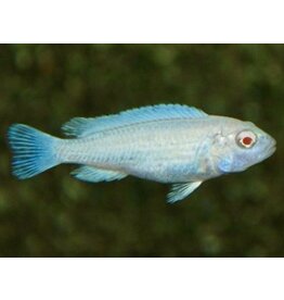 Eisblauer Maulbrüter - Pseudotropheus socolofi "Albino"