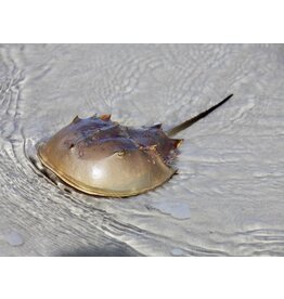 Atlantischer Pfeilschwanzkrebs - Limulus polyphemus