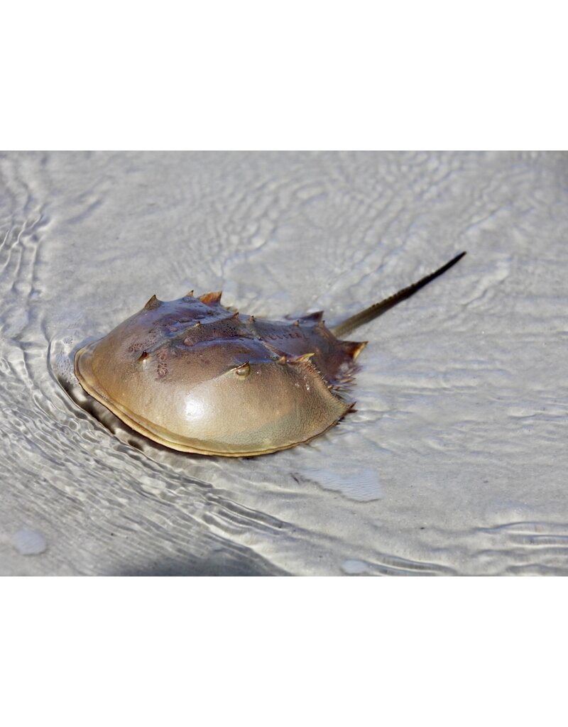 Atlantischer Pfeilschwanzkrebs - Limulus polyphemus