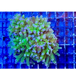 Hammerkoralle - Euphyllia paraancora "two tone"  WYSIWYG