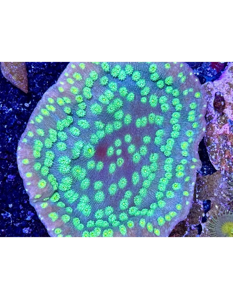 LPS Koralle - Echinopora lamellosa Ableger ca. 5x5cm