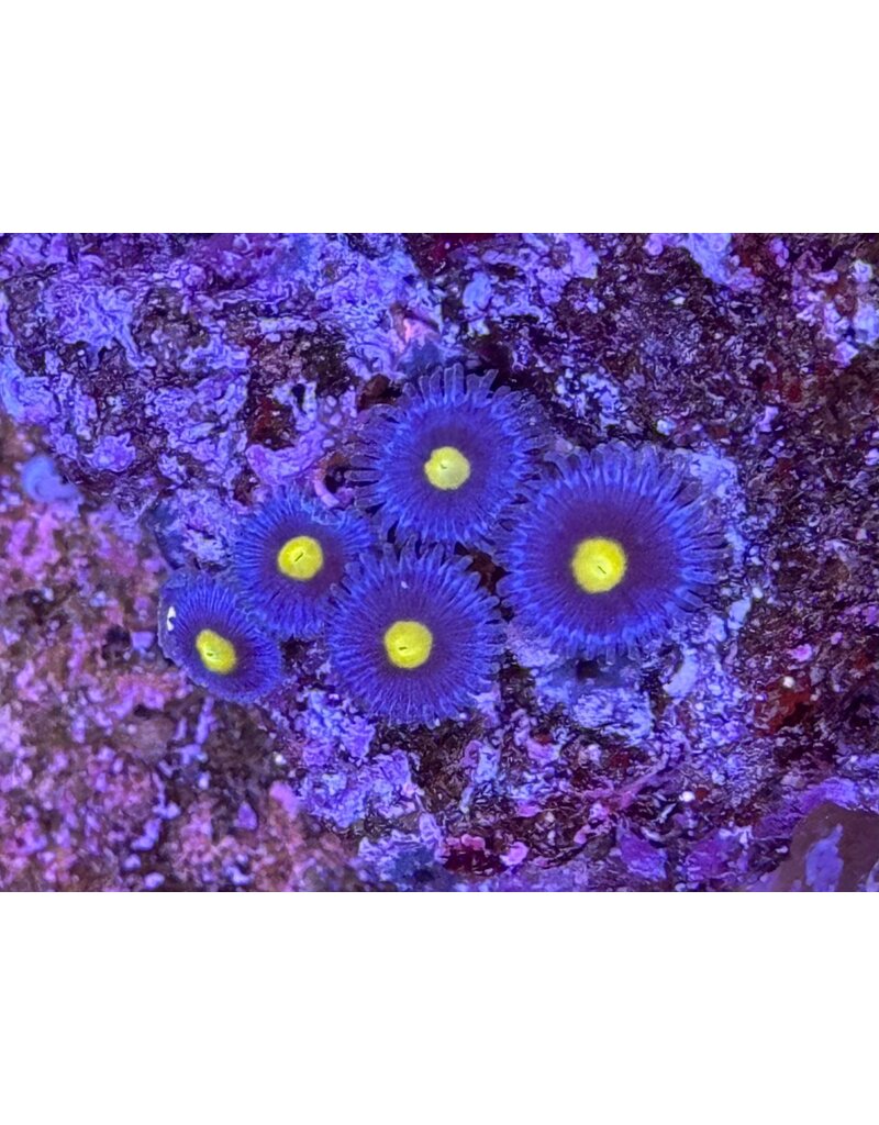Krustenanemone - Zoanthus sp. "blau" WYSIWYG