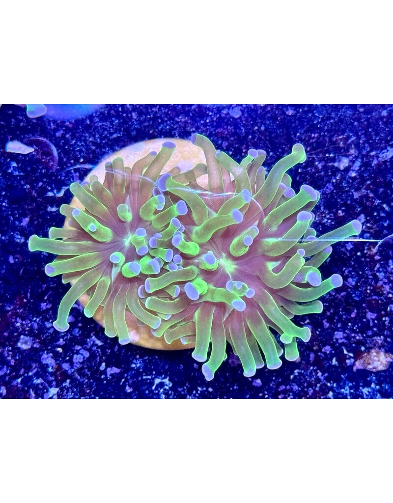 Hammerkoralle - Euphyllia paraancora "two tone"  2 Köpfe