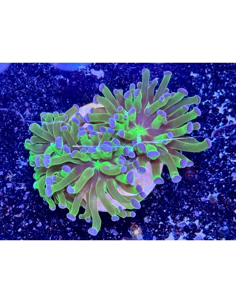 Hammerkoralle - Euphyllia paraancora "two tone"  3 Köpfe