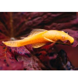 Antennenwels - Ancistrus cf. cirrhosus "Gold"