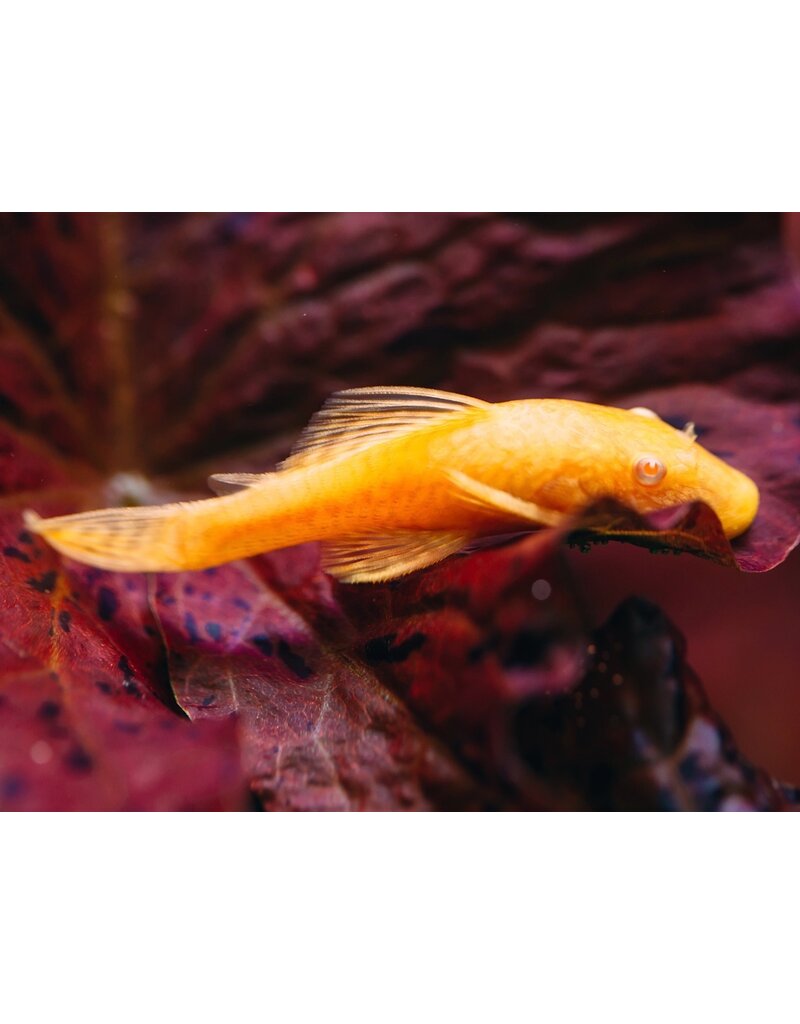 Antennenwels - Ancistrus cf. cirrhosus "Gold"