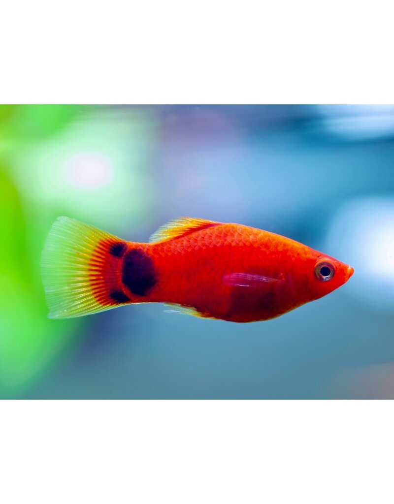 Platy - Xiphophorus maculatus "Rot Mickey Mouse"