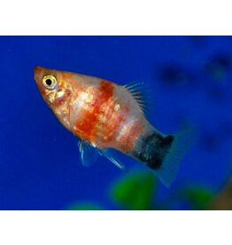 Platy - Xiphophorus maculatus "Bleeding heart Mickey"