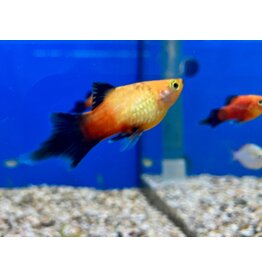 Platy - Xiphophorus maculatus "Pinsel"