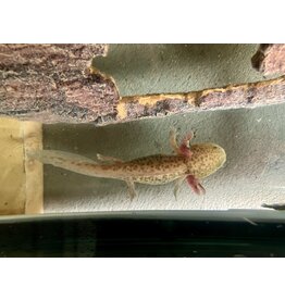 Axolotl - Ambystoma mexicanum "Kupfer axanthic"