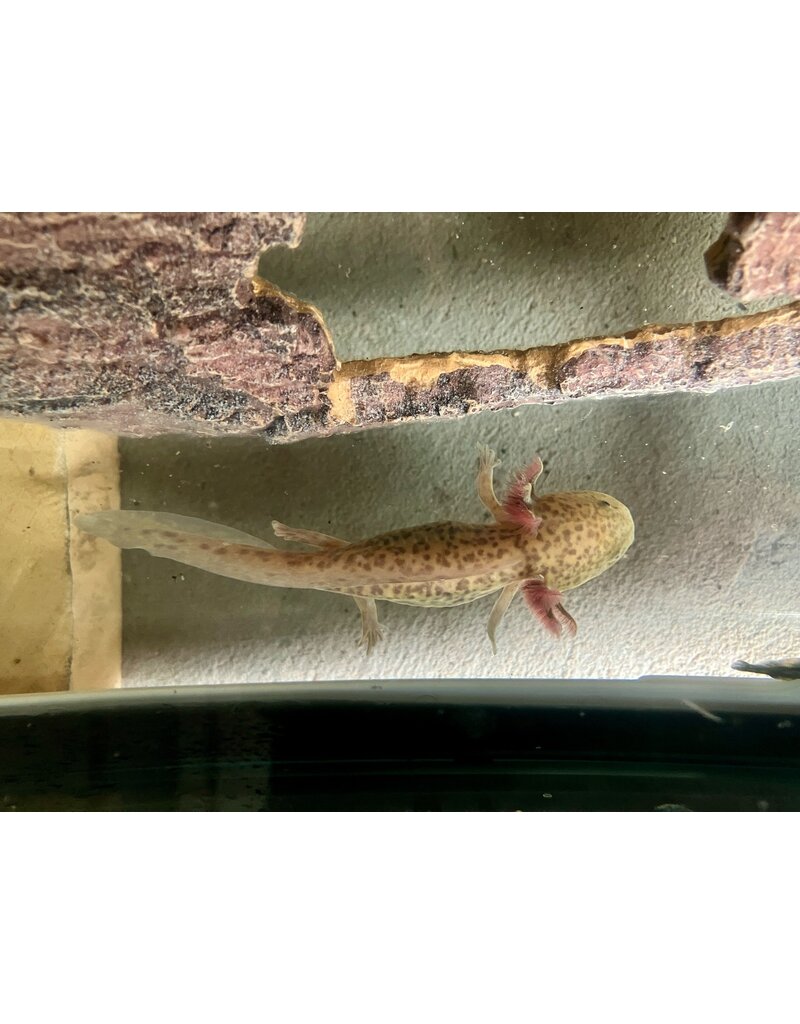 Axolotl - Ambystoma mexicanum "Kupfer axanthic"