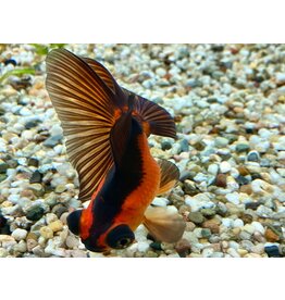 Goldfisch "Butterfly" - Carassius auratus 6-7cm WYSIWYG