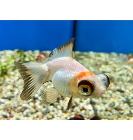 Goldfisch "Butterfly" - Carassius auratus 5-6cm WYSIWYG