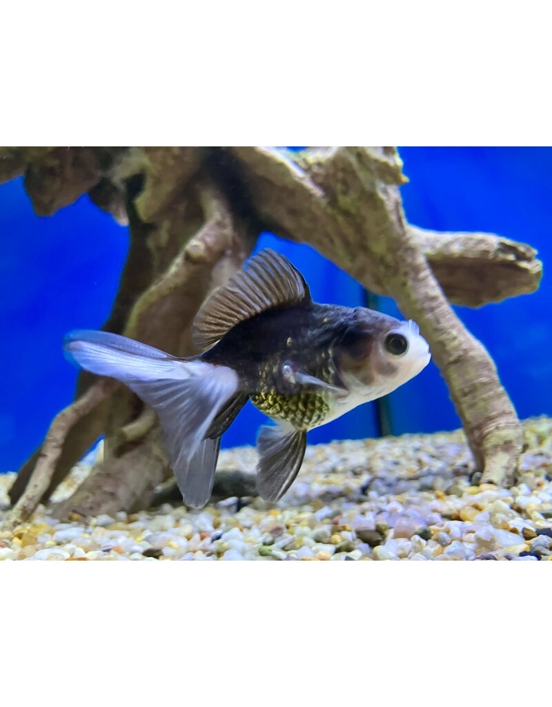 Löwenkopf "Schwarz/weiss" - Carassius auratus 5-6cm