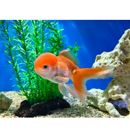 Löwenkopf - Carassius auratus "Rot"