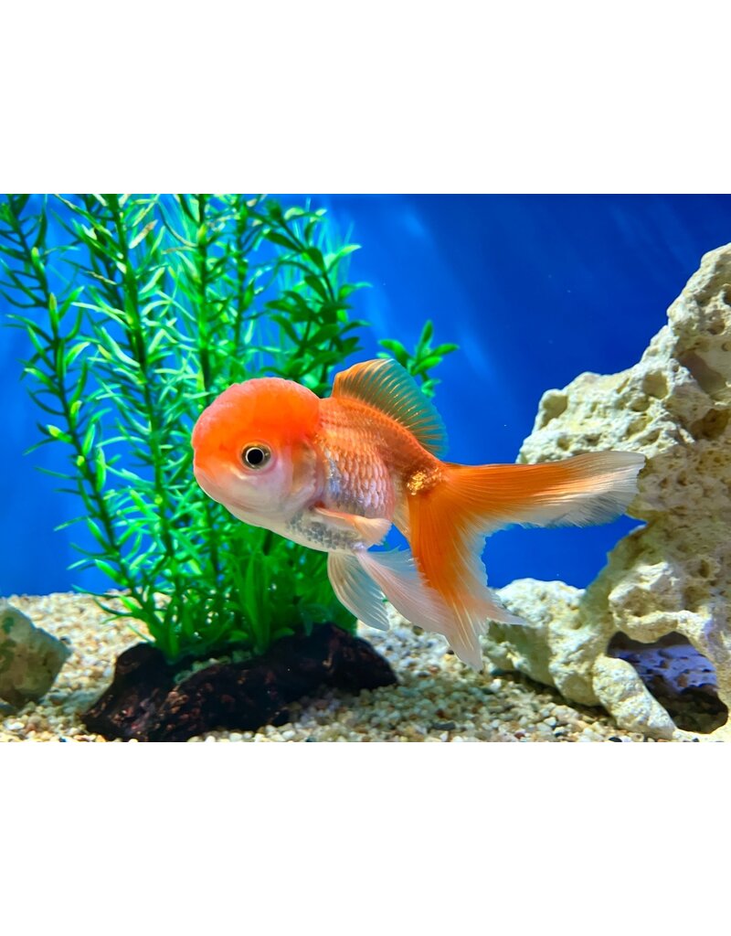 Löwenkopf - Carassius auratus "Rot"