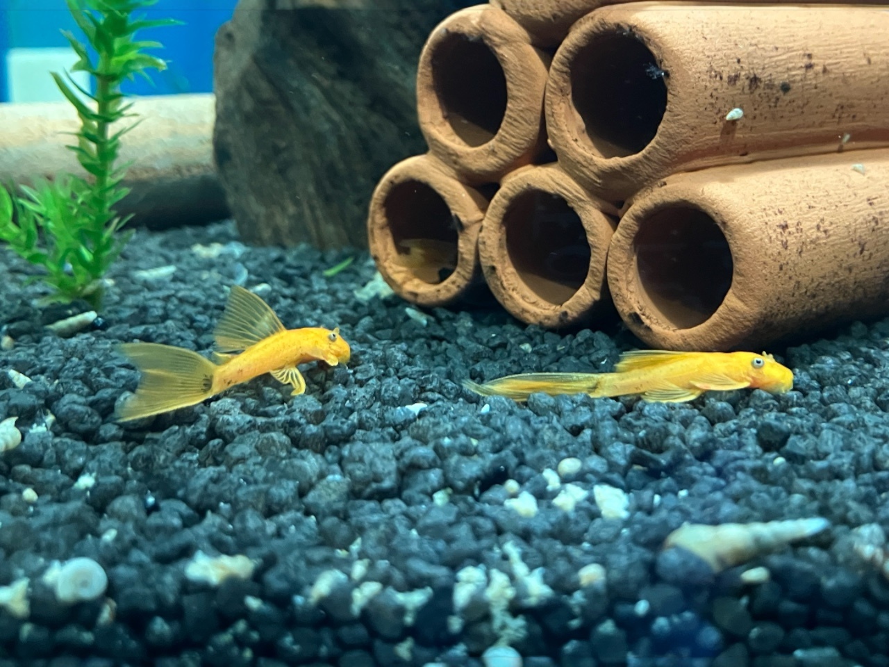 Antennenwels Ancistrus L144 "Super Red Schleier kaufen im Aqua