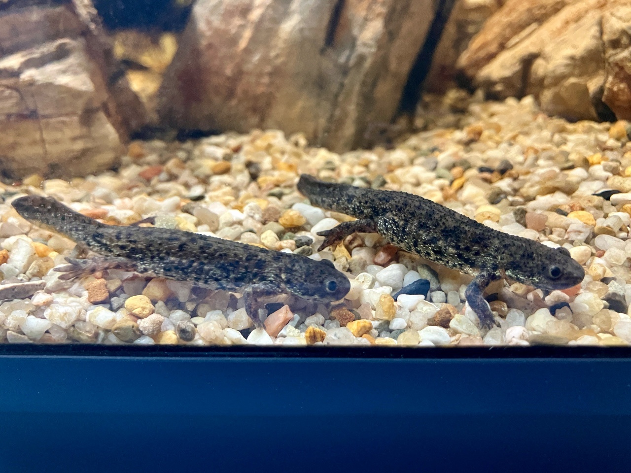 Spanischer Rippenmolch Pleurodele walti kaufen im Aqua