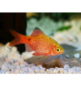 Prachtbarbe - Petia conchonius