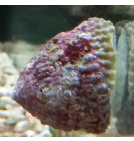 Turboschnecke - Trochus histrio "Nachzucht"