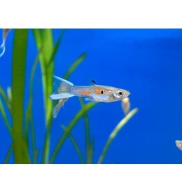 Guppy Gabelschwanz - Poecilia reticulata