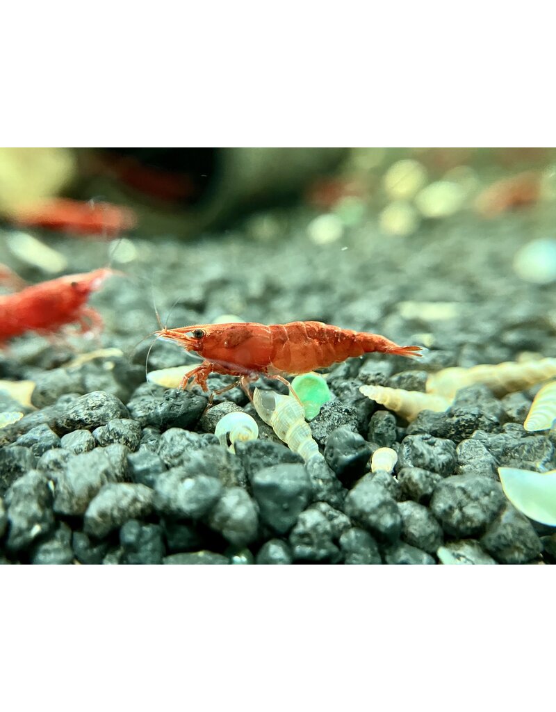 Zwerggarnele - Neocaridina davidi "Red Cherry"