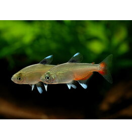 Rubinsalmler - Aphyocharax rathbuni