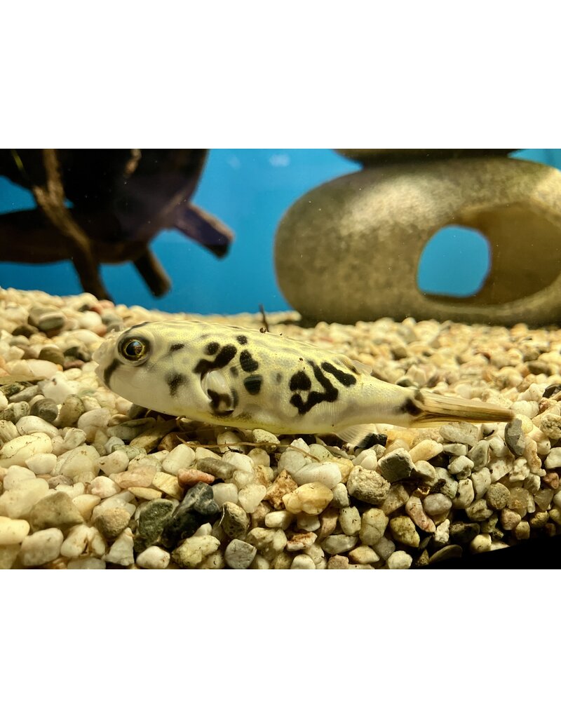 Goldringelkugelfisch - Tetraodon mbu  "Nachzucht"