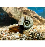 Posthornschnecke - Planorbarius corneus