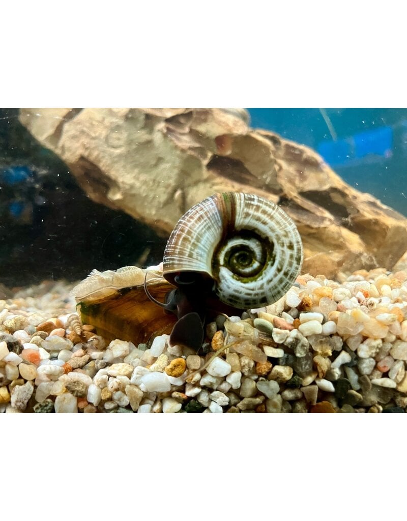 Posthornschnecke - Planorbarius corneus