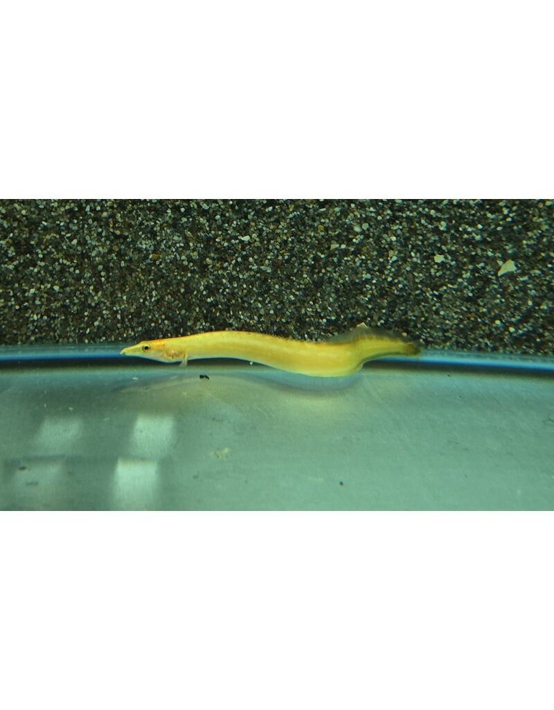 Stachelaal - Mastacembulus cf. "xanthic gelb"