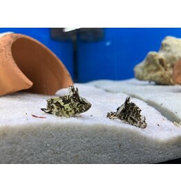 Wespenfisch - Neovespicula depressifrons